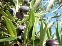 Olivenernte_2