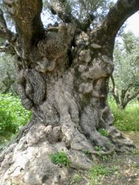 Olivenbaum1